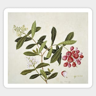 Botanical illustration (C010/8135) Sticker